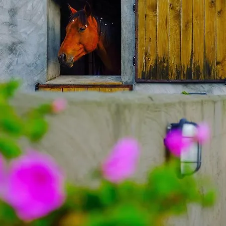 Vakantieverblijf Alfzotmolen Prázdninový dům Beernem
